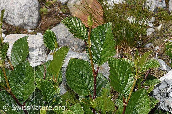 Foto: Grün-Erle (Alnus viridis). Blätter und Ästchen.