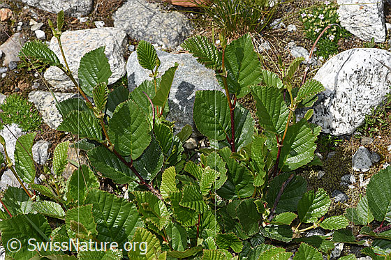 Foto: Grün-Erle (Alnus viridis). Ganze Pflanze (Habitus).