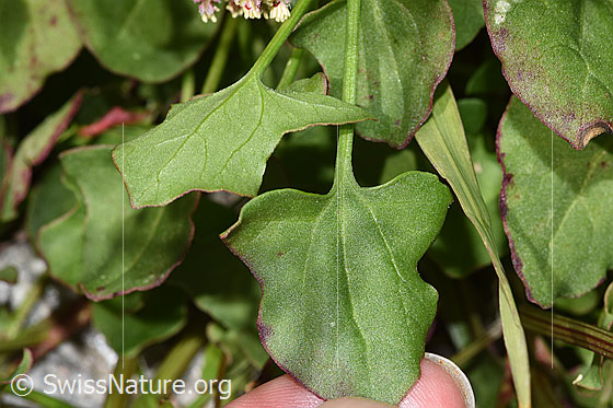 Foto: Schildblättriger Ampfer (Rumex scutatus). Blattoberseite.