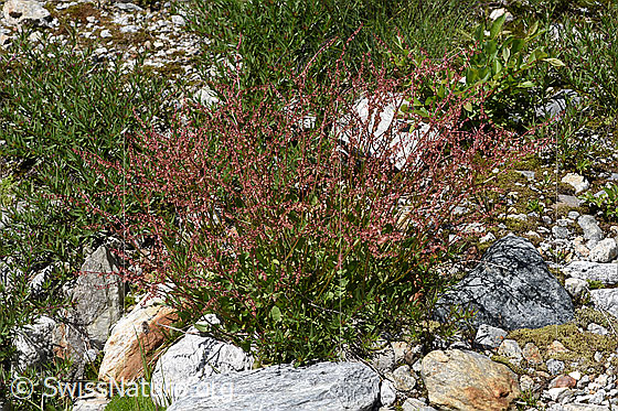 Foto: Schildblättriger Ampfer (Rumex scutatus). Ganze Pflanze (Habitus).