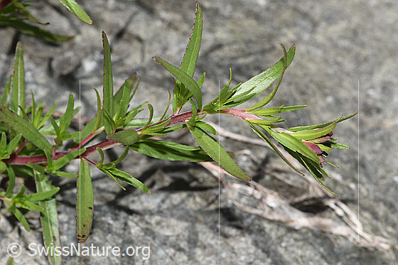 Foto: Fleischers Weidenröschen (Epilobium fleischeri). Stängel, Blätter und Knospen.