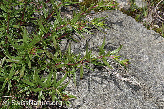 Foto: Fleischers Weidenröschen (Epilobium fleischeri). Ganze Pflanze (Habitus). Noch ohne Blüten.