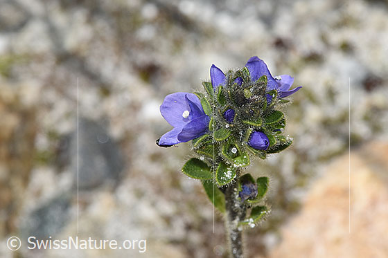 Rosetten-Ehrenpreis (Veronica bellidioides)