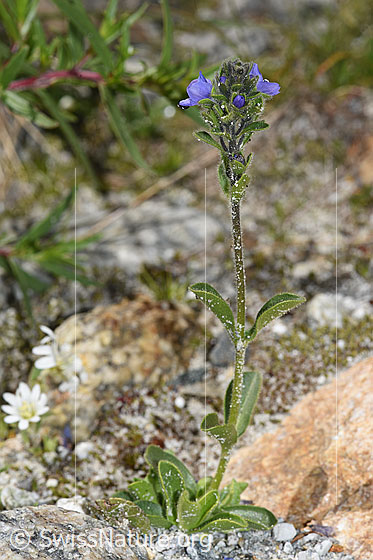 Foto: Wahrscheinlich Rosetten-Ehrenpreis (Veronica bellidioides). Ganze Pflanze (Habitus).