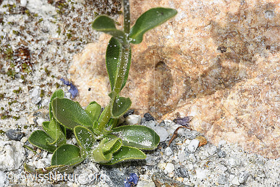Foto: Wahrscheinlich Rosetten-Ehrenpreis (Veronica bellidioides). Stängel und Blätter.