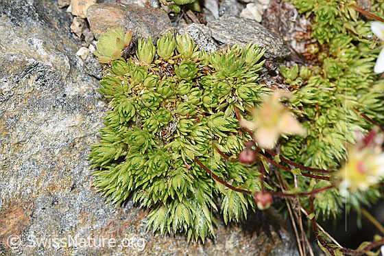 Foto: Moosartiger Steinbrech (Saxifraga bryoides). Blattrosettchen.