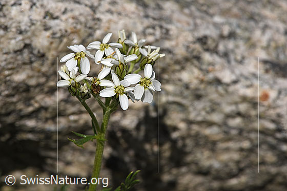 Foto: Moschus-Schafgarbe (Achillea erba-rotta ssp. moschata). Blüten.
