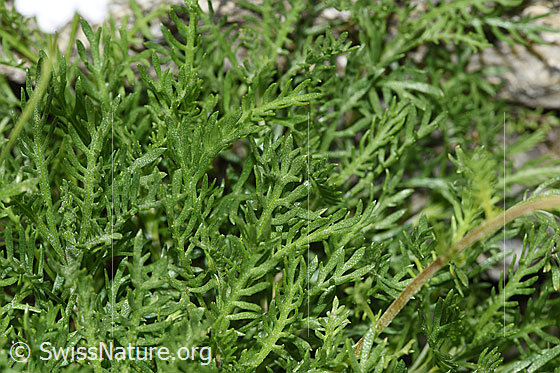 Photo: Achillea erba-rotta ssp. moschata. Leaves.