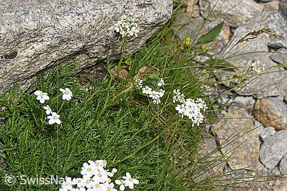 Photo: Achillea erba-rotta ssp. moschata. Whole plant (habiti).