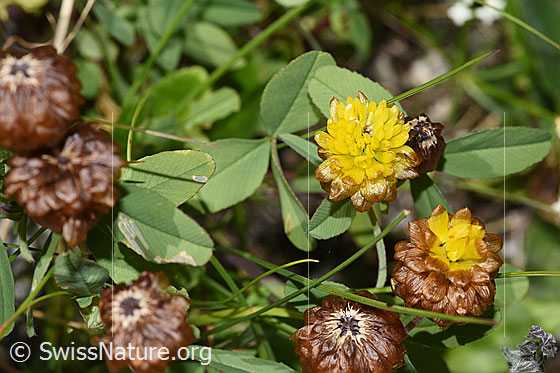 Photo: Trifolium badium. Blossoms and leaves.