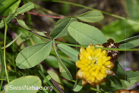 Photo: Trifolium badium. Stem and leaves.