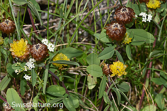 Photo: Trifolium badium. Whole plant (habiti).