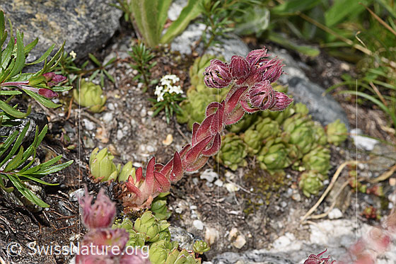 Foto: Berg-Hauswurz (Sempervivum montanum). Ganze Pflanze (Habitus).