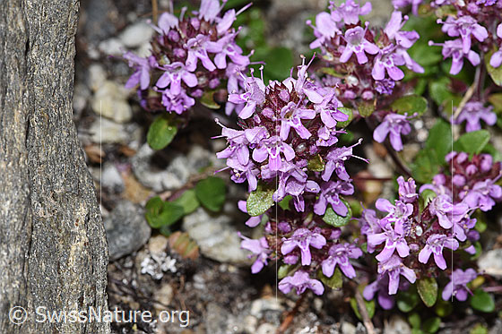 Photo: Thymus praecox ssp. polytrichus. Blossoms.