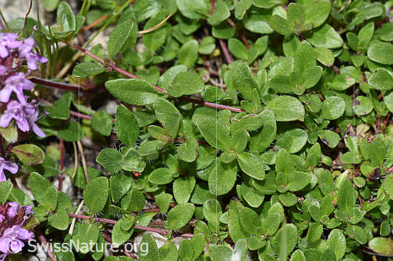 Photo: Thymus praecox ssp. polytrichus. Leaves. Leaf top.