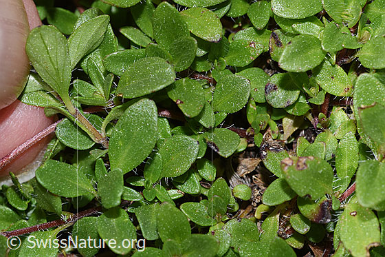 Photo: Thymus praecox ssp. polytrichus. Leaf underside.