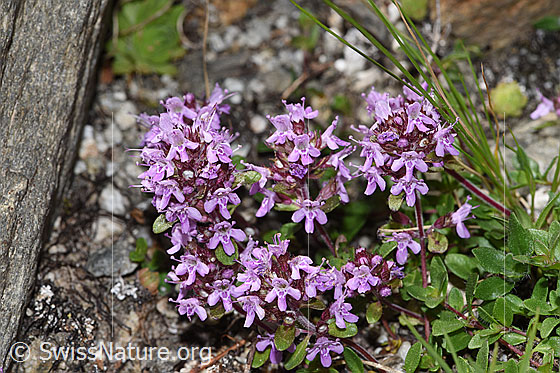 Photo: Thymus praecox ssp. polytrichus. Blossoms.