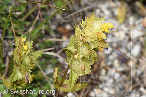 Foto: Schmalblättriger Klappertopf (Rhinanthus glacialis). Blüten.