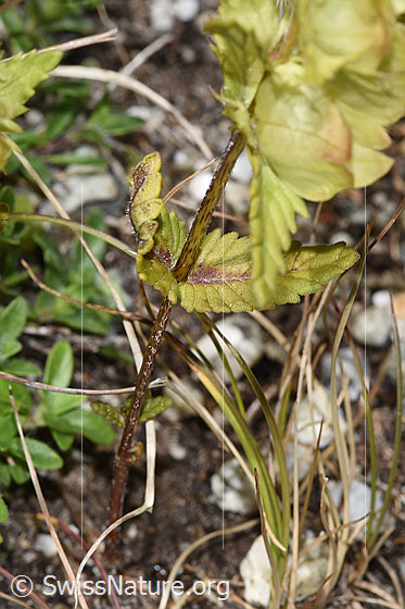 Foto: Schmalblättriger Klappertopf (Rhinanthus glacialis). Stängel und Blätter.