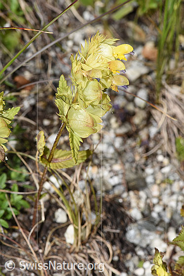 Foto: Schmalblättriger Klappertopf (Rhinanthus glacialis). Ganze Pflanze (Habitus).
Lat.: Rhinanthus glacialis
Familie: Orobanchaceae (Sommerwurzgewächse)
Gattung: Rhinanthus (Klappertöpfe)