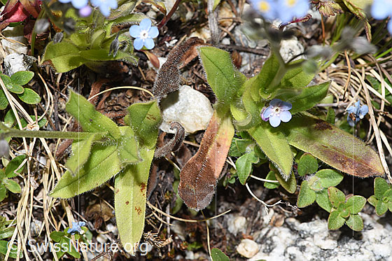 Foto: Alpen-Vergissmeinnicht (Myosotis alpestris). Blätter.