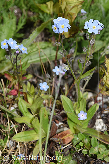 Foto: Alpen-Vergissmeinnicht (Myosotis alpestris). Ganze Pflanze (Habitus).