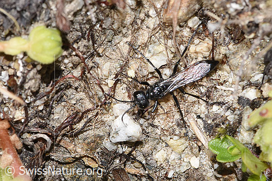 Photo: Probably Podalonia alpina. Length 11mm. View from above.