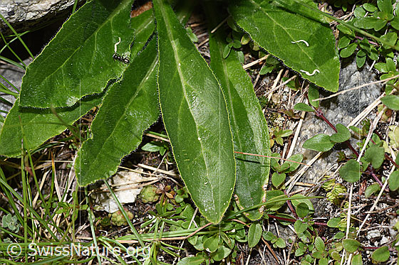 Foto: Bärtige Glockenblume (Campanula barbata). Blätter. Blattoberseite.
