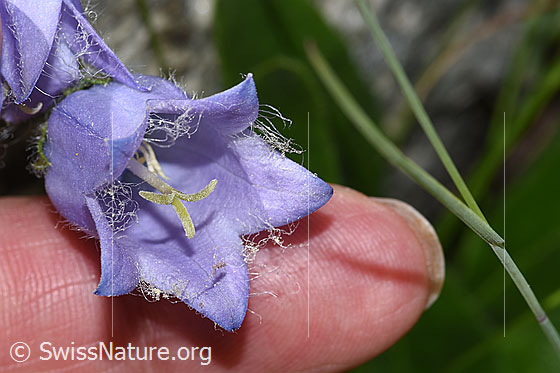 Foto: Bärtige Glockenblume (Campanula barbata). Blick in Blüte.