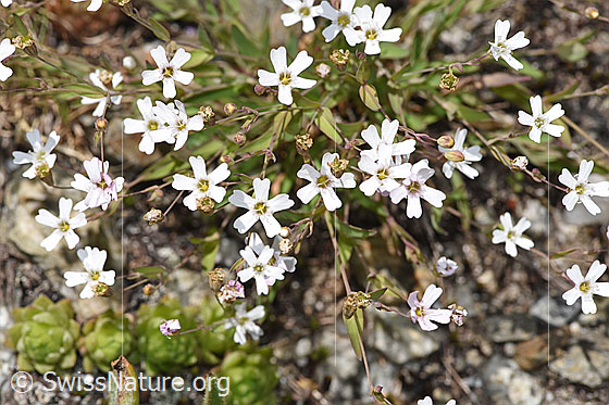 Foto: Felsen-Leimkraut (Silene rupestris). Ganze Pflanze (Habitus).
