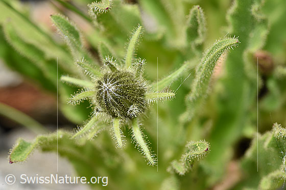 Photo: Hieracium intybaceum. Bud.