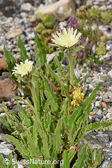 Photo: Hieracium intybaceum. Whole plant (habiti).