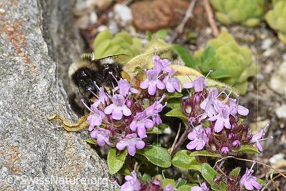 Photo: Probably Bombus cryptarum on Thymus praecox ssp. polytrichus. View from the front.