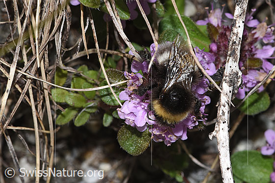 Photo: Probably Bombus cryptarum on Thymus praecox ssp. polytrichus. View from above.