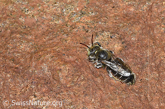 Foto: Wahrscheinlich Hornklee-Felsenbiene (Hoplitis loti). Länge 11 - 13mm. Weibchen. Wird auch Osmia loti genannt. Ansicht von seitlich oben.