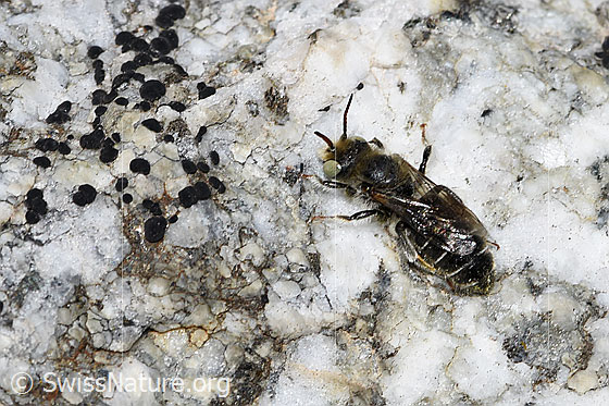 Foto: Wahrscheinlich Hornklee-Felsenbiene (Hoplitis loti). Länge 11mm. Weibchen. Ansicht von seitlich hinten.