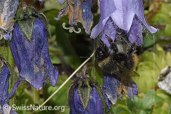 Photo: Probably Bombus soroeensis on Campanula barbata. Length 10 - 14mm. View from side front.