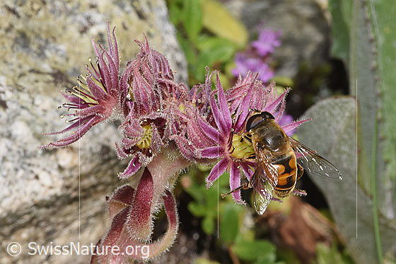Foto: Mistbiene (Eristalis tenax) an Berg-Hauswurz (Sempervivum montanum). Ansicht von seitlich oben.