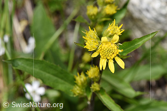Photo: Solidago virgaurea ssp. minuta. Blossom.