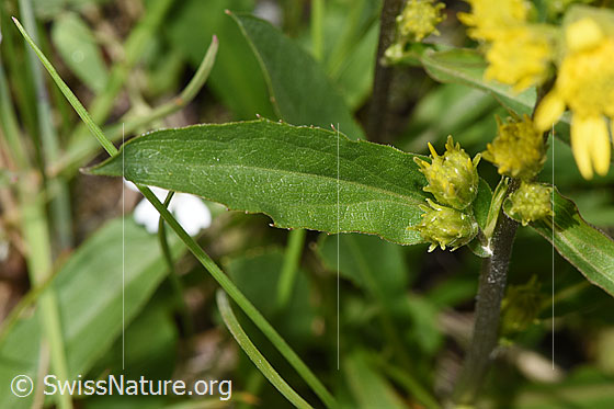 Photo: Solidago virgaurea ssp. minuta. Leaves.