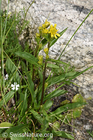 Foto: Alpen-Goldrute (Solidago virgaurea ssp. minuta). Ganze Pflanze (Habitus).