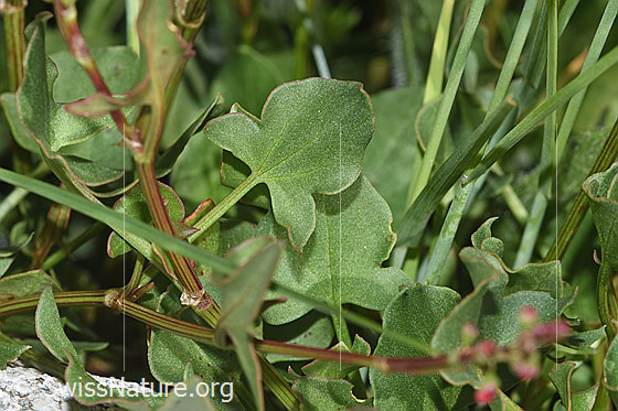 Foto: Schildblättriger Ampfer (Rumex scutatus). Blätter und Stängel.