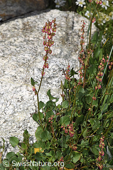 Foto: Schildblättriger Ampfer (Rumex scutatus). Ganze Pflanze (Habitus).