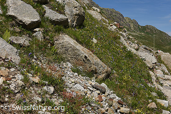 Foto: Südexponierter Bergrasen. Impression aus Lebensraum Nr. 22.