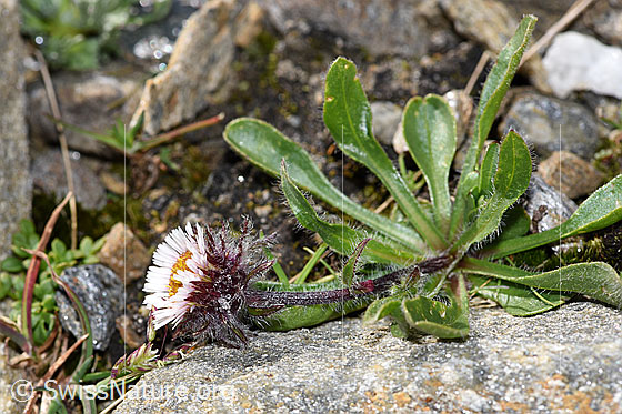 Photo: Erigeron uniflorus. Whole plant (habiti). Höhe: 3cm. View from the side.