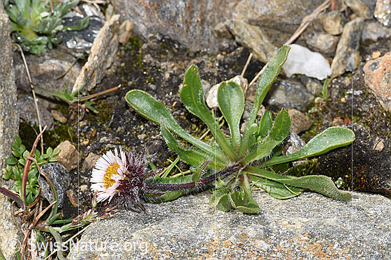 Photo: Erigeron uniflorus. Whole plant (habiti).