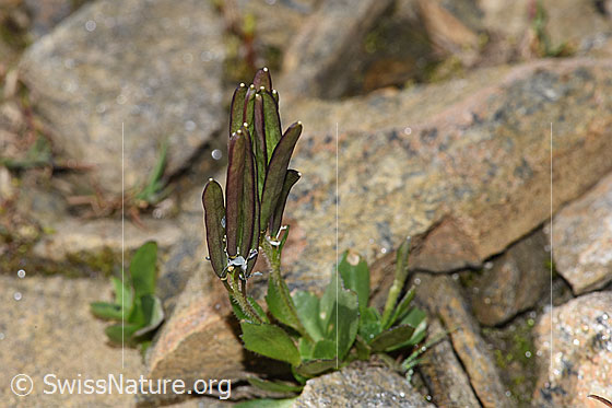 Foto: Bläuliche Gänsekresse (Arabis caerulea). Ganze Pflanze (Habitus) mit Früchten.