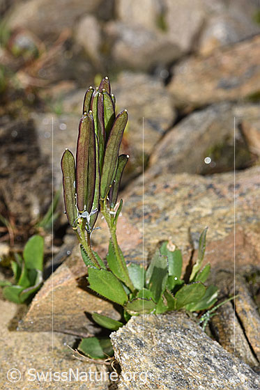 Foto: Bläuliche Gänsekresse (Arabis caerulea). Ganze Pflanze (Habitus) mit Früchten.