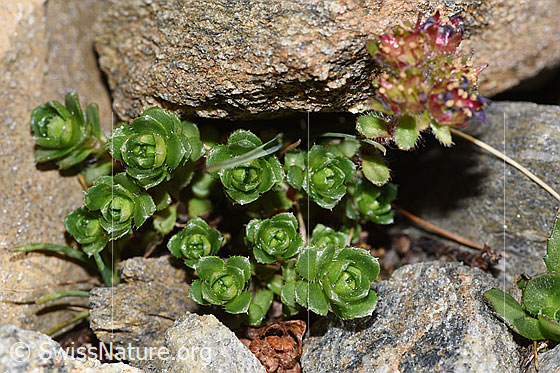 Foto: Zweiblütiger Steinbrech (Saxifraga biflora). Blätter.