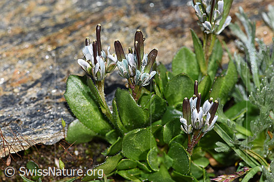 Foto: Bläuliche Gänsekresse (Arabis caerulea). Blüten und Früchte.